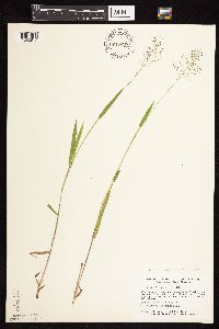 Dichanthelium subvillosum image