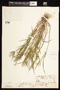 Dichanthelium praecocius image