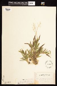 Dichanthelium acuminatum subsp. columbianum image