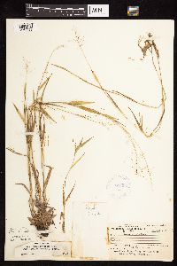 Dichanthelium acuminatum image