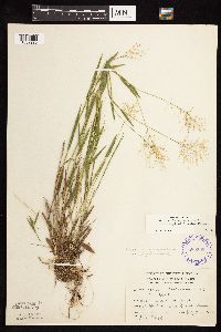 Dichanthelium acuminatum image