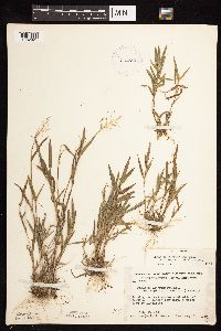 Dichanthelium acuminatum image