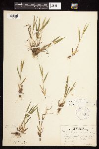 Dichanthelium acuminatum subsp. columbianum image
