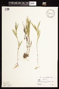 Dichanthelium acuminatum subsp. fasciculatum image