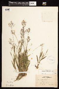 Dichanthelium subvillosum image