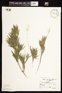 Dichanthelium acuminatum subsp. columbianum image