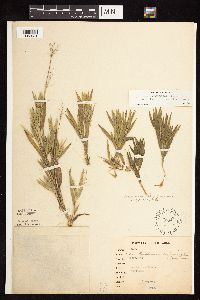 Dichanthelium acuminatum subsp. columbianum image