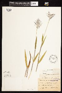 Dichanthelium lanuginosum image