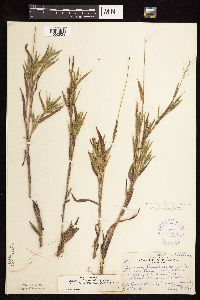 Dichanthelium acuminatum subsp. columbianum image