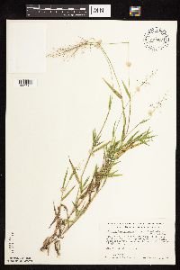 Dichanthelium acuminatum subsp. columbianum image