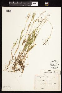 Dichanthelium acuminatum subsp. columbianum image
