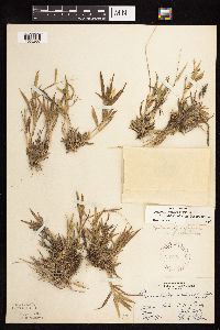 Dichanthelium acuminatum subsp. fasciculatum image