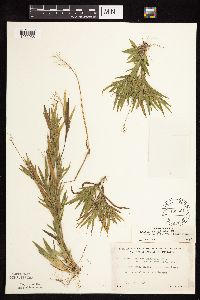 Dichanthelium acuminatum subsp. fasciculatum image