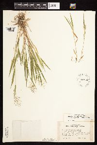 Dichanthelium acuminatum subsp. fasciculatum image