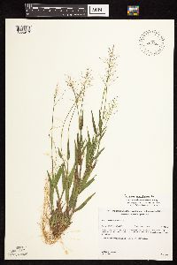 Dichanthelium acuminatum subsp. fasciculatum image