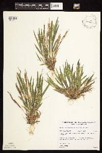 Dichanthelium acuminatum subsp. fasciculatum image