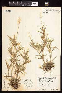 Dichanthelium acuminatum subsp. fasciculatum image