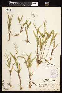 Dichanthelium acuminatum subsp. fasciculatum image