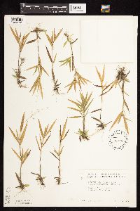 Dichanthelium acuminatum subsp. fasciculatum image