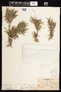 Dichanthelium acuminatum subsp. columbianum image
