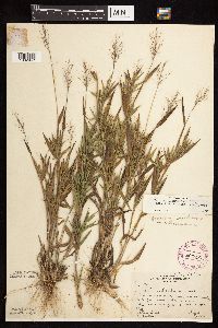 Dichanthelium acuminatum subsp. fasciculatum image