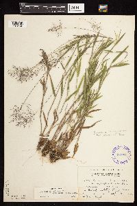 Dichanthelium acuminatum subsp. fasciculatum image