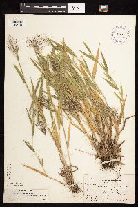 Dichanthelium lanuginosum image