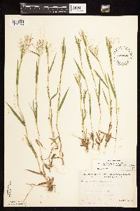 Dichanthelium acuminatum subsp. fasciculatum image