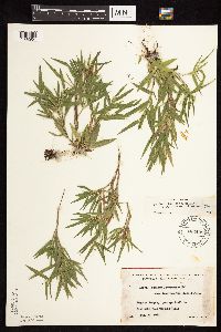 Dichanthelium acuminatum subsp. fasciculatum image