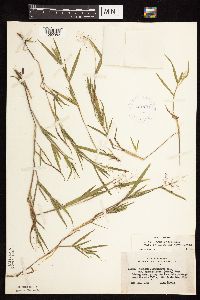 Dichanthelium acuminatum subsp. fasciculatum image