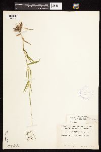 Dichanthelium acuminatum subsp. fasciculatum image