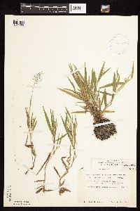 Dichanthelium acuminatum subsp. fasciculatum image