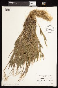 Dichanthelium acuminatum subsp. fasciculatum image