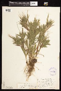 Dichanthelium acuminatum subsp. fasciculatum image