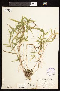 Dichanthelium lanuginosum image