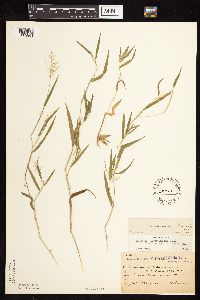 Dichanthelium acuminatum subsp. fasciculatum image