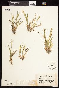 Dichanthelium acuminatum subsp. fasciculatum image