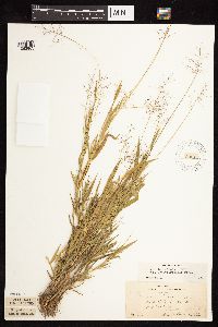 Dichanthelium acuminatum subsp. fasciculatum image