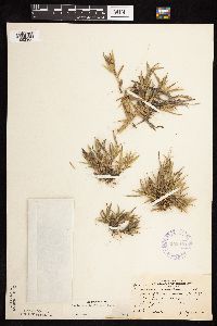 Dichanthelium acuminatum image