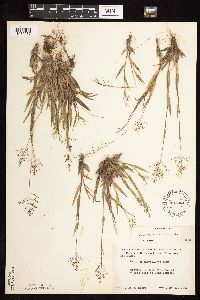 Dichanthelium subvillosum image