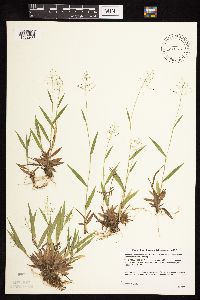 Dichanthelium acuminatum image