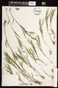 Dichanthelium ovale image