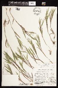 Dichanthelium ovale image