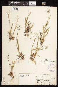 Dichanthelium acuminatum image