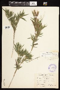 Dichanthelium acuminatum subsp. columbianum image