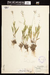 Dichanthelium acuminatum image