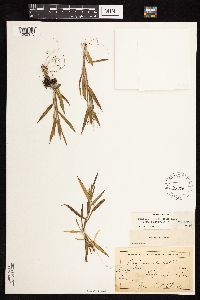 Dichanthelium acuminatum subsp. columbianum image