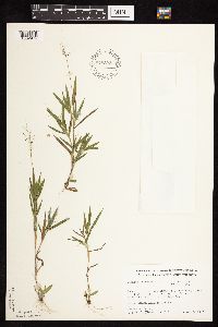 Dichanthelium acuminatum image