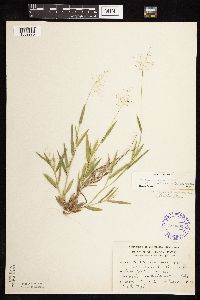 Dichanthelium acuminatum image