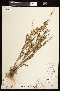 Dichanthelium acuminatum subsp. columbianum image